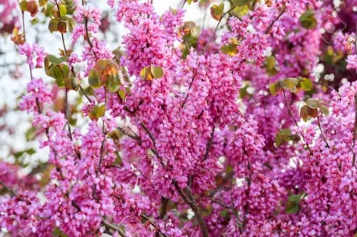 Cercis siliquastrum / Judas Tree, stunning, Peat Free, 3Ltr 75-100cm