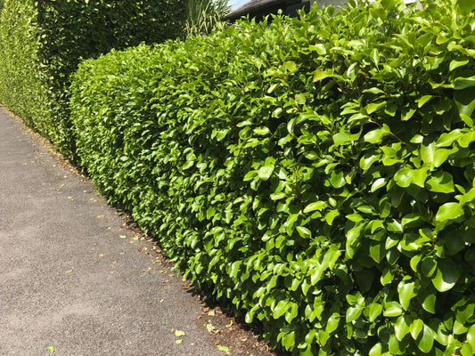 70xGriselinia Littoralis Hedging Plants 2-3ft Evergreen Fast Growth 10cm Pots.