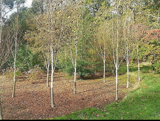 9 Silver Birch Jacquemontii 4-5ft in Pots, Himalayan White Birch Betula