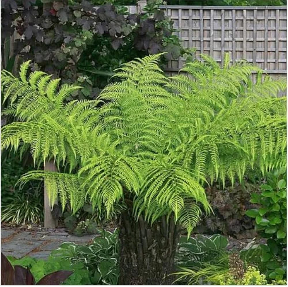 Tree Fern - Stunning Perennial with Long Fronds - Hardy & Award-Winning - Exotic Plant Easy to Grow - 1 x 10 litre Potted Plant