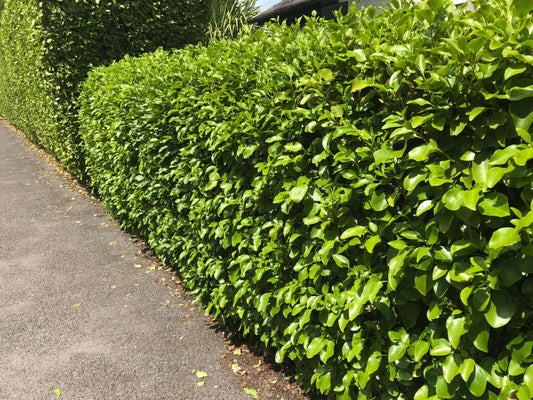 100 Griselinia Littoralis Hedging Plants 1.5-2ft Evergreen Fast Growth 10cm Pots.