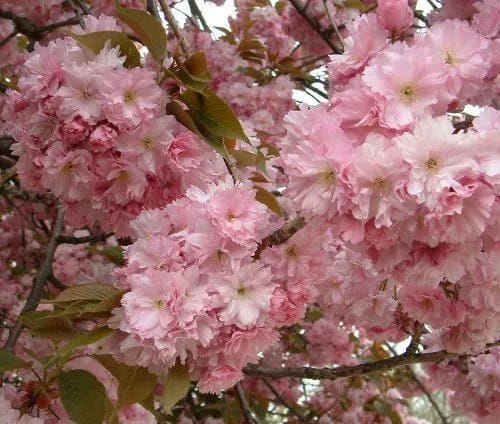 Prunus Kanzan Japanese Flowering Cherry Tree 5-6ft Tall in a 7.5 Litre Pot