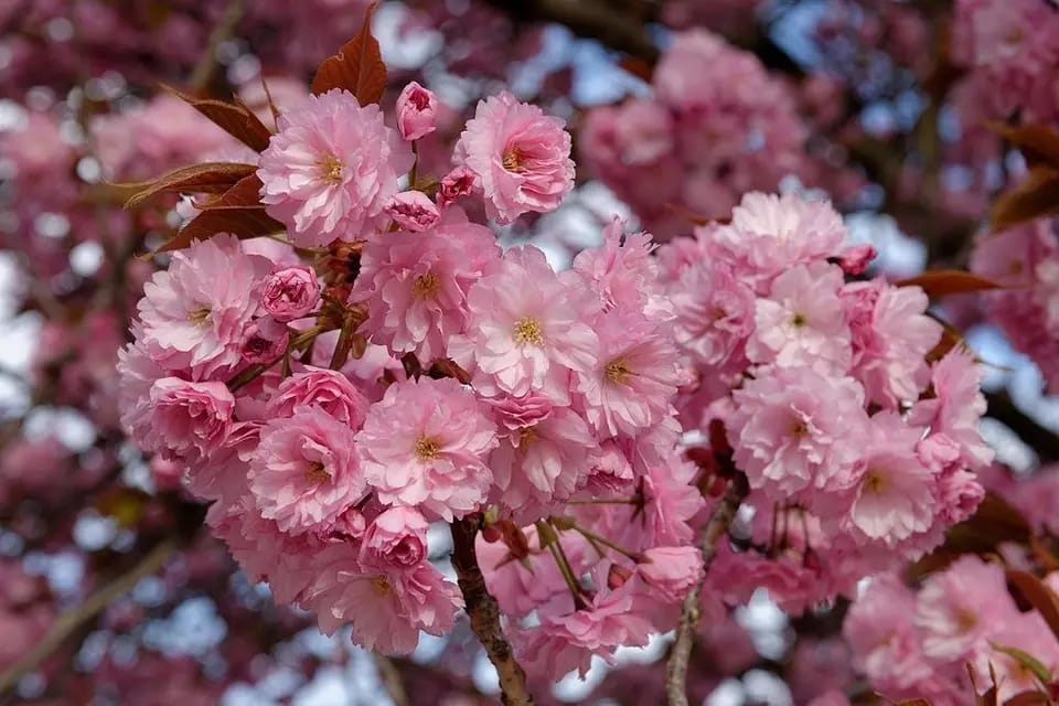 Prunus Kanzan Japanese Flowering Cherry Tree 5-6ft Tall in a 7.5 Litre Pot