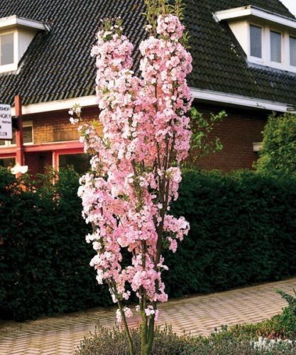 Prunus Kanzan Japanese Flowering Cherry Tree 5-6ft Tall in a 7.5 Litre Pot