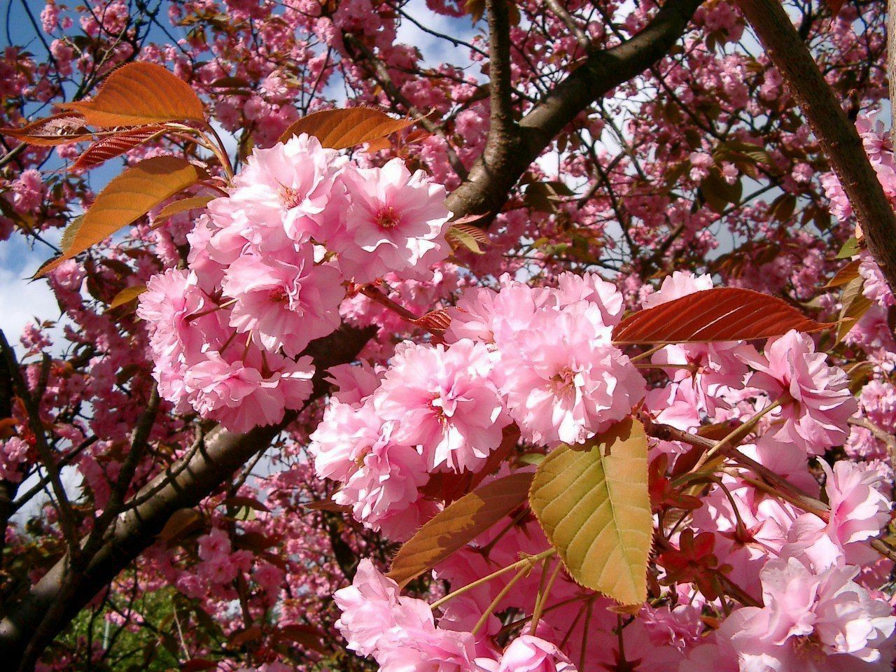 Prunus Kanzan Japanese Flowering Cherry Tree 5-6ft Tall in a 7.5 Litre Pot