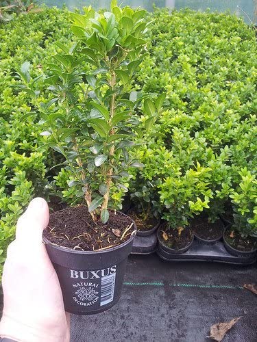 5x Common Box/Buxus Sempervirens 20cm Tall Evergreen Hedging Plants in 9cm