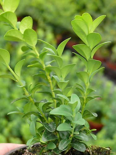 5x Common Box/Buxus Sempervirens 20cm Tall Evergreen Hedging Plants in 9cm