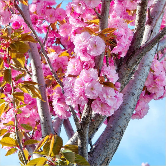 2x Japanese Flowering Cherry/Prunus 'Kanzan' 4-5ft Tall, Large Double Deep Pink Flowers