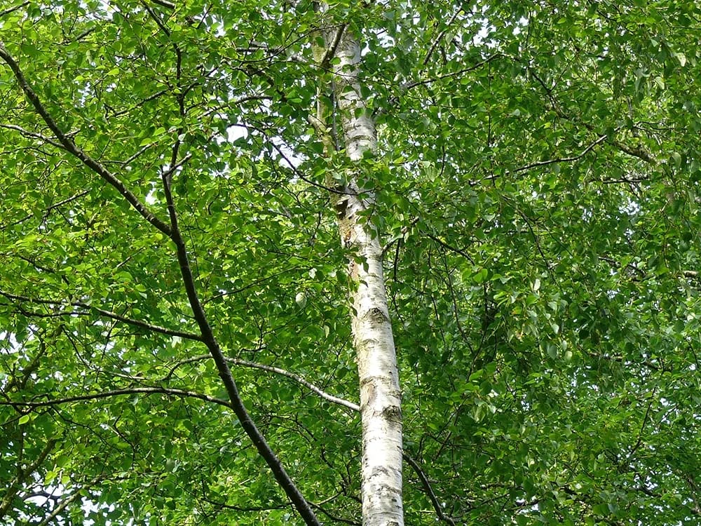 30x Silver Birch Trees 3-4ft,Stunning Winter Colour,Betula Pendula Plants 3fatpigs