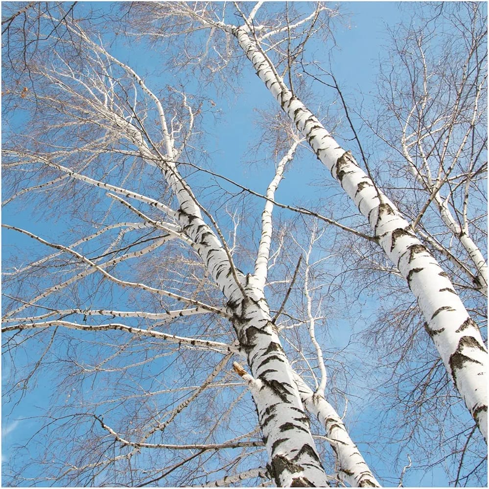 30x Silver Birch Trees 3-4ft,Stunning Winter Colour,Betula Pendula Plants 3fatpigs