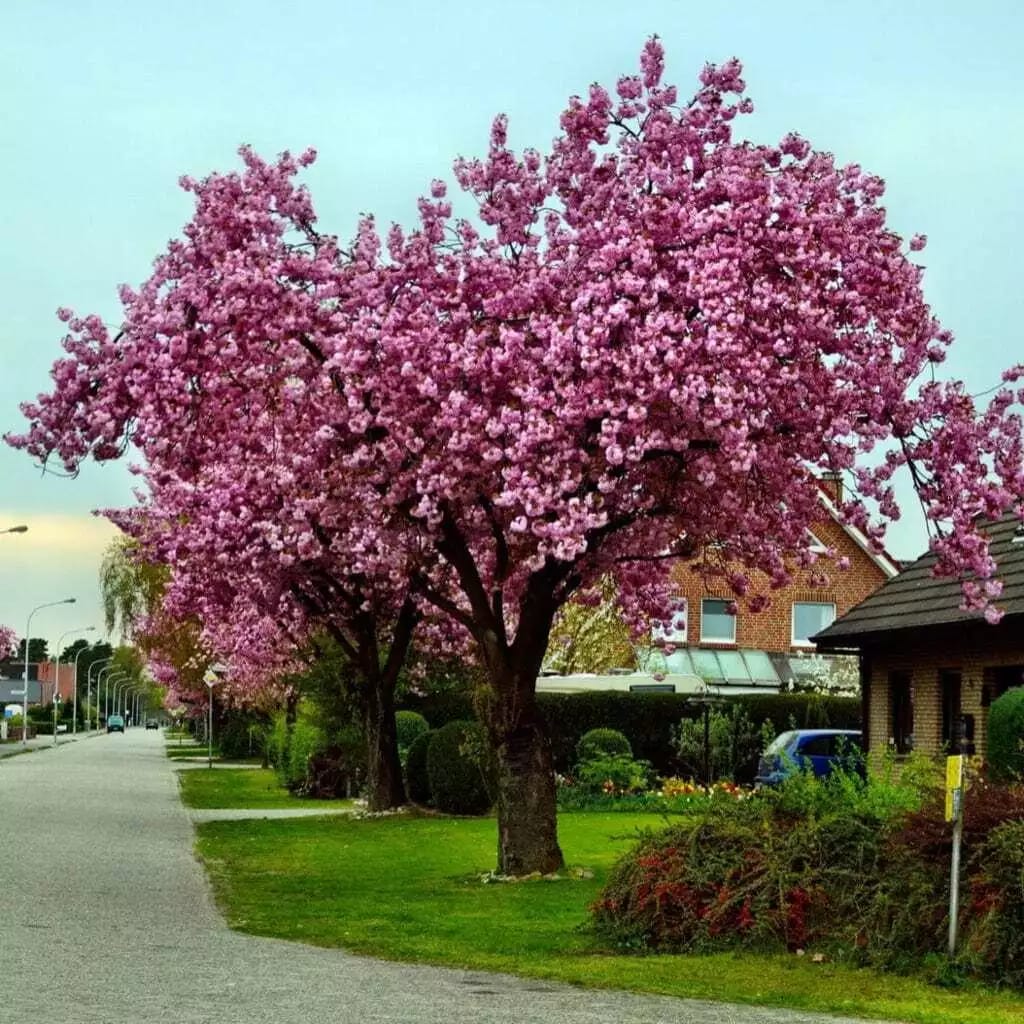 Prunus Pink Perfection Cherry Blossom Tree Flowering Ornamental Garden plant