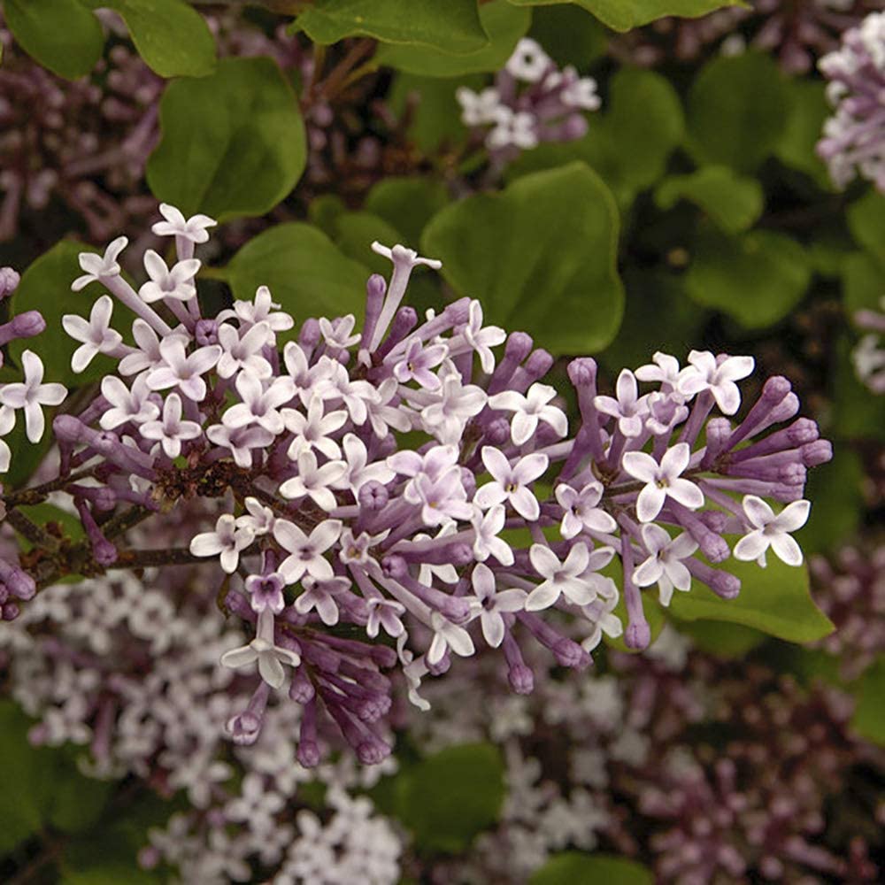 Large 80 cm tall Dwarf Korean Lilac Trees Syringa Palibin Standard Tree in Pots