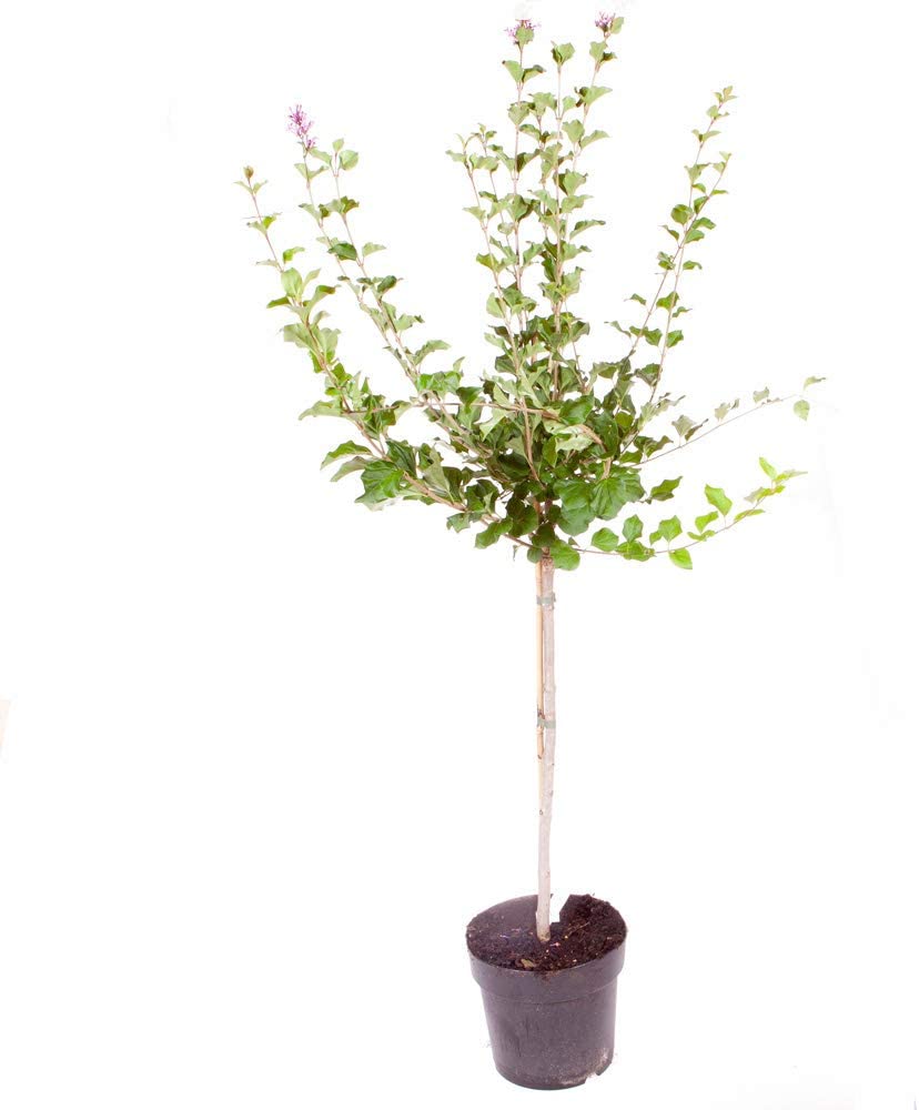 Large 80 cm tall Dwarf Korean Lilac Trees Syringa Palibin Standard Tree in Pots