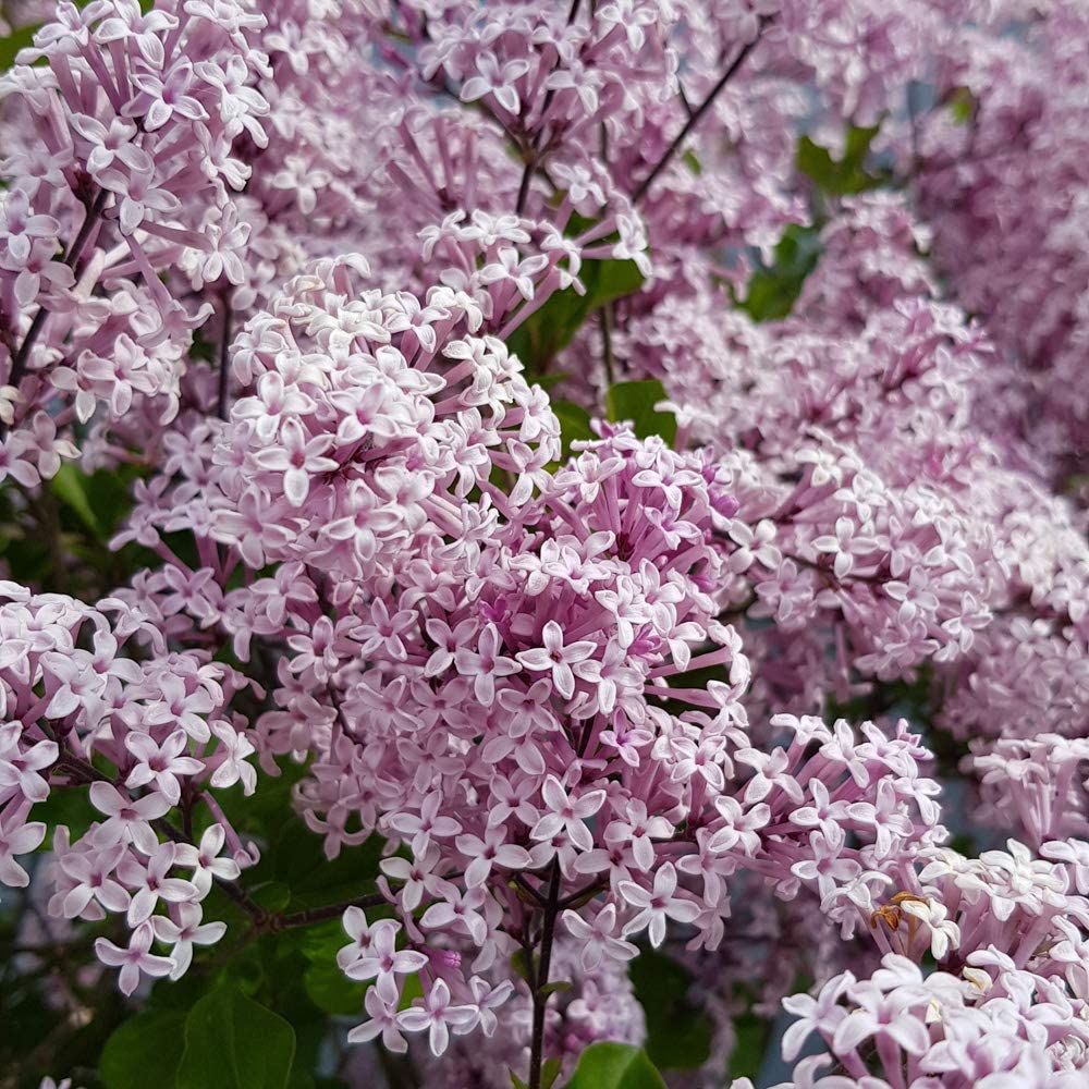 Large 80 cm tall Dwarf Korean Lilac Trees Syringa Palibin Standard Tree in Pots