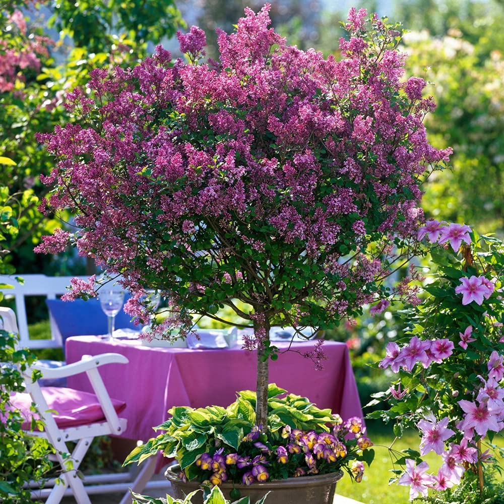 Large 80 cm tall Dwarf Korean Lilac Trees Syringa Palibin Standard Tree in Pots