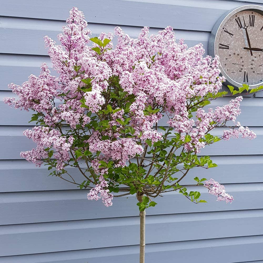 Large 80 cm tall Dwarf Korean Lilac Trees Syringa Palibin Standard Tree in Pots