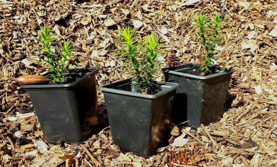 Monkey Puzzle Tree Seedlings Collection, Single Plant, 7cm pots.