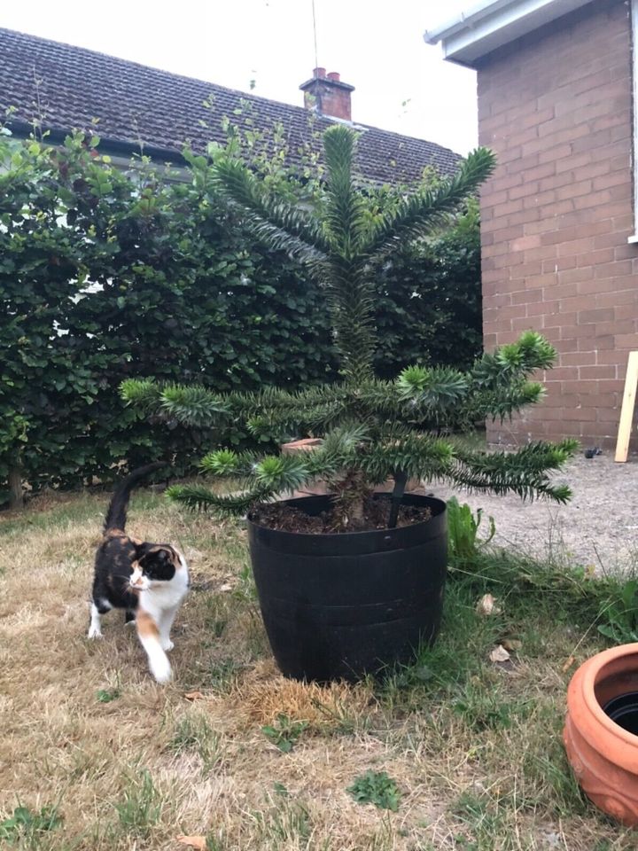 Monkey Puzzle Tree Seedlings Collection, Single Plant, 7cm pots.