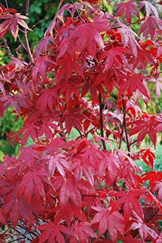 3 x Acer Plant Collection in 11cm Pots - Palmatum Varities Like Atropurpureum - Flamingo - Bloodgood - Osakazuki