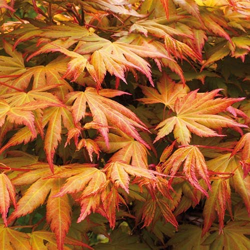 3 x Acer Plant Collection in 11cm Pots - Palmatum Varities Like Atropurpureum - Flamingo - Bloodgood - Osakazuki