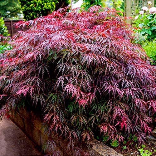 3 x Acer Plant Collection in 11cm Pots - Palmatum Varities Like Atropurpureum - Flamingo - Bloodgood - Osakazuki