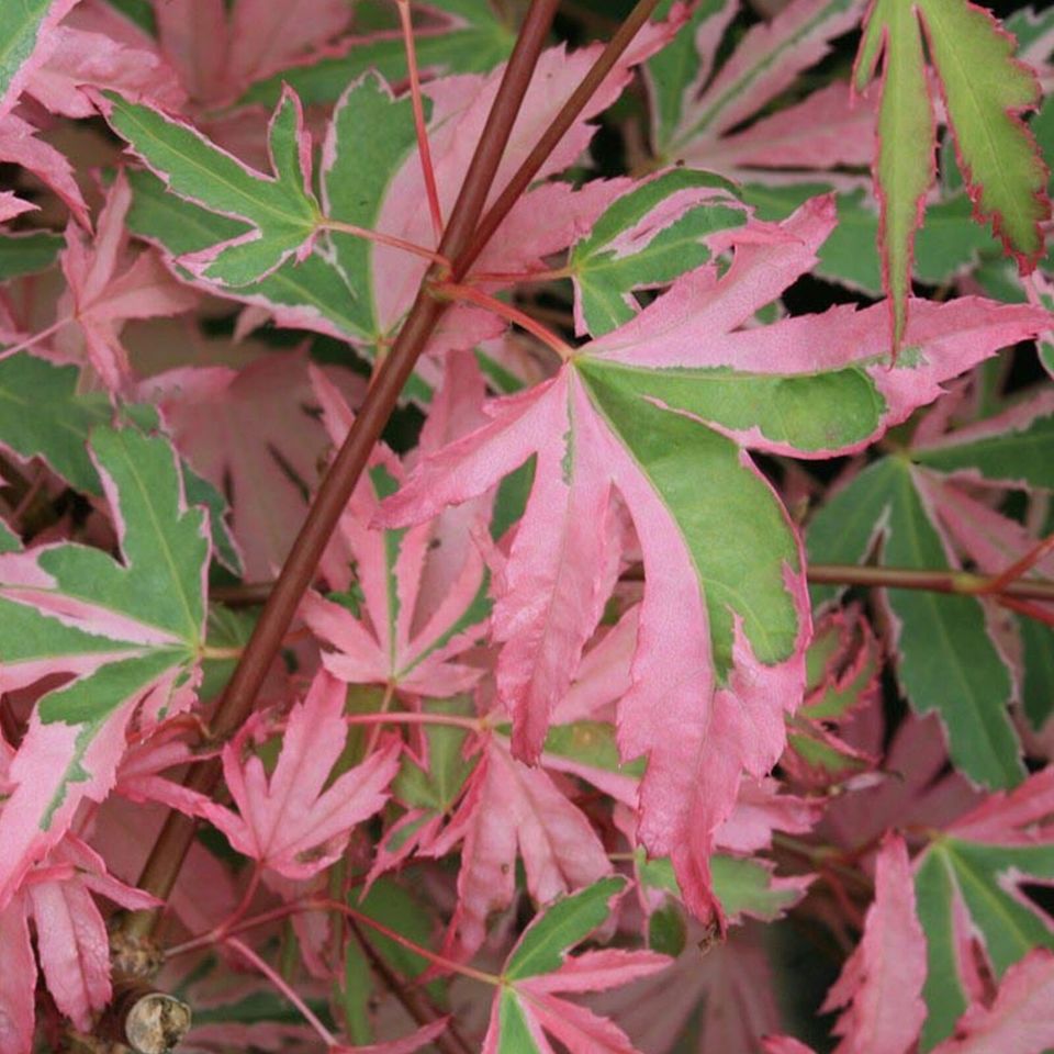 Acer palmatum Taylor - Japanese Maple Large Outdoor Garden Ready Tree in Pot | 50-70cm