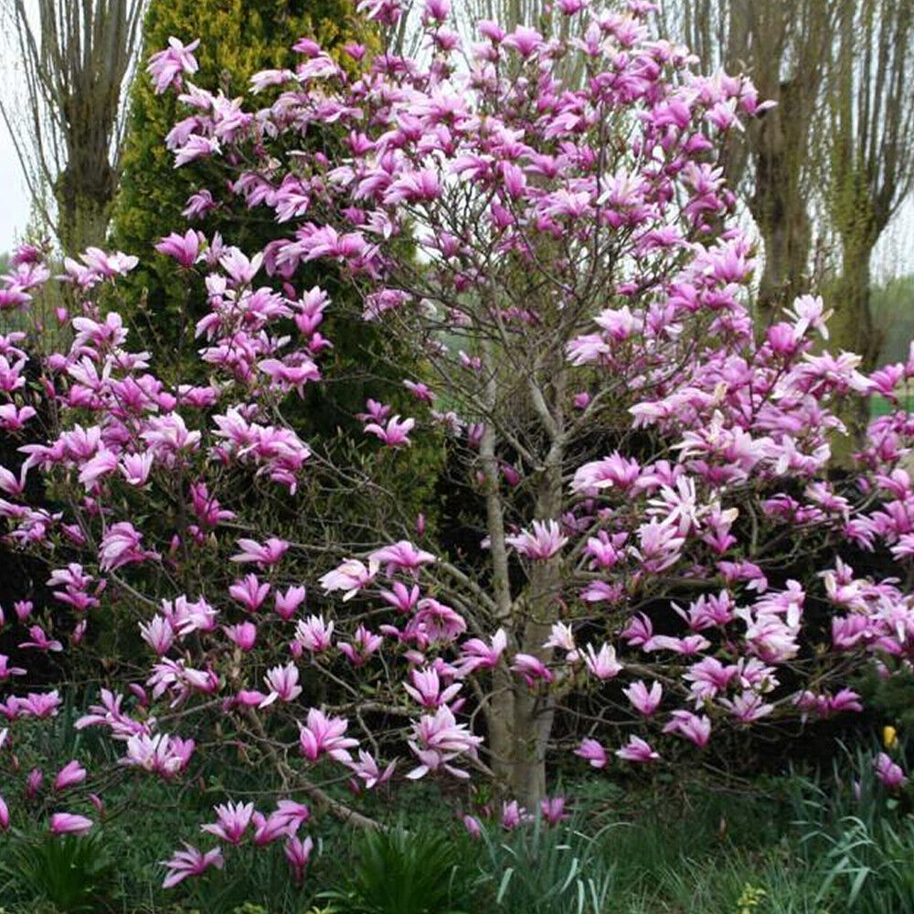 1 X MAGNOLIA 'SUSAN' DECIDUOUS BUSHY SHRUB