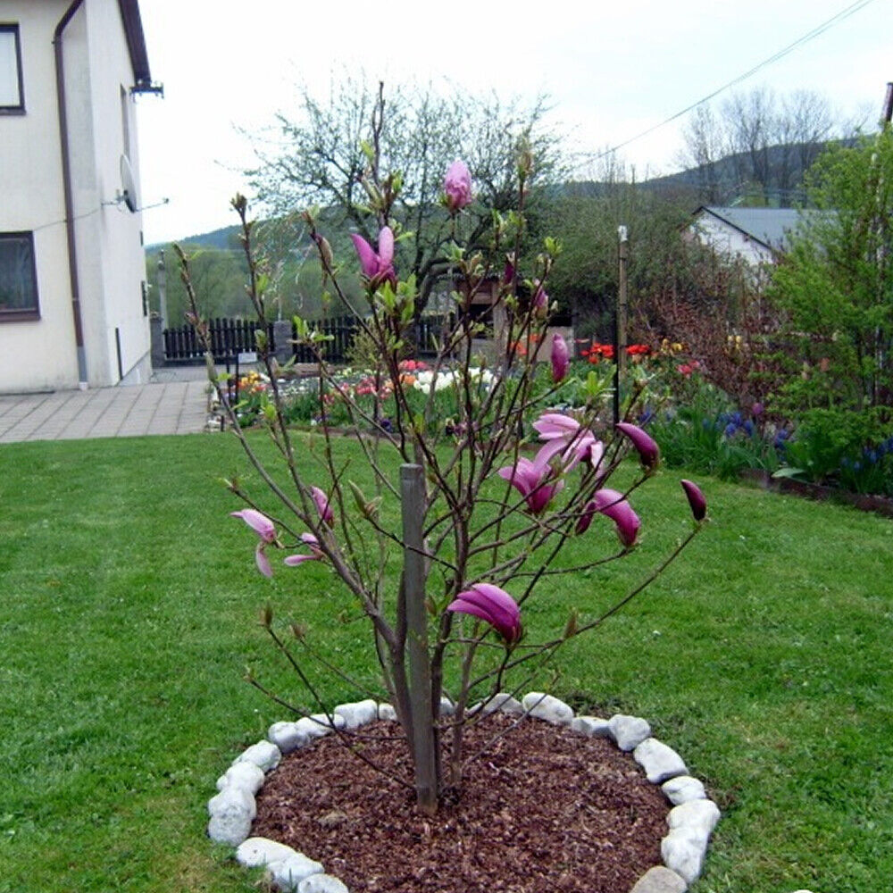 1 X MAGNOLIA 'SUSAN' DECIDUOUS BUSHY SHRUB