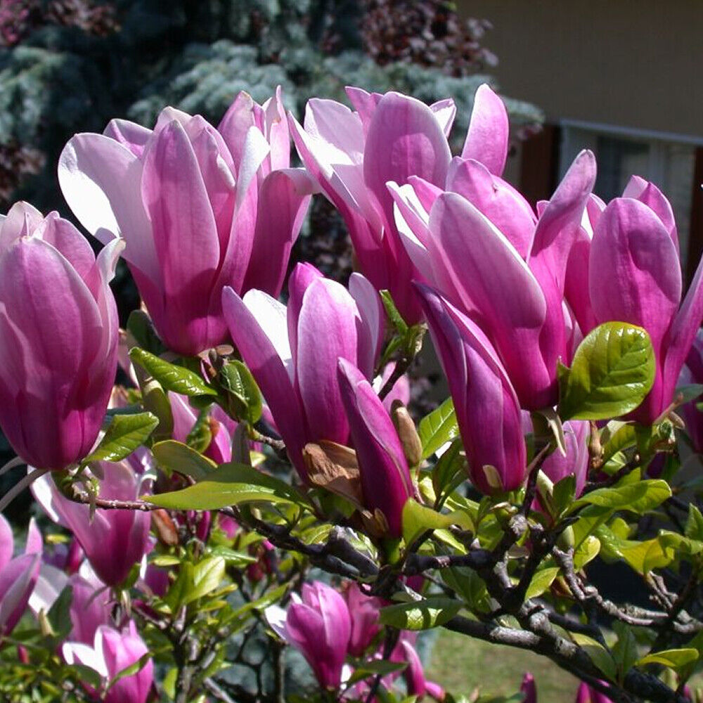 1 X MAGNOLIA 'SUSAN' DECIDUOUS BUSHY SHRUB