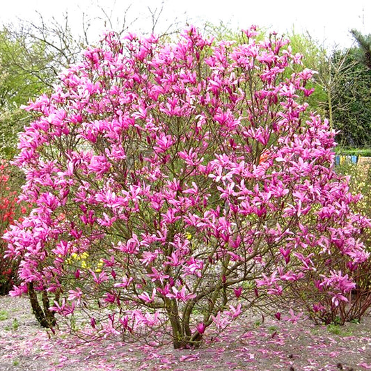 1 X MAGNOLIA 'SUSAN' DECIDUOUS BUSHY SHRUB