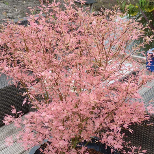 Acer palmatum Taylor - Japanese Maple Large Outdoor Garden Ready Tree in Pot | 50-70cm