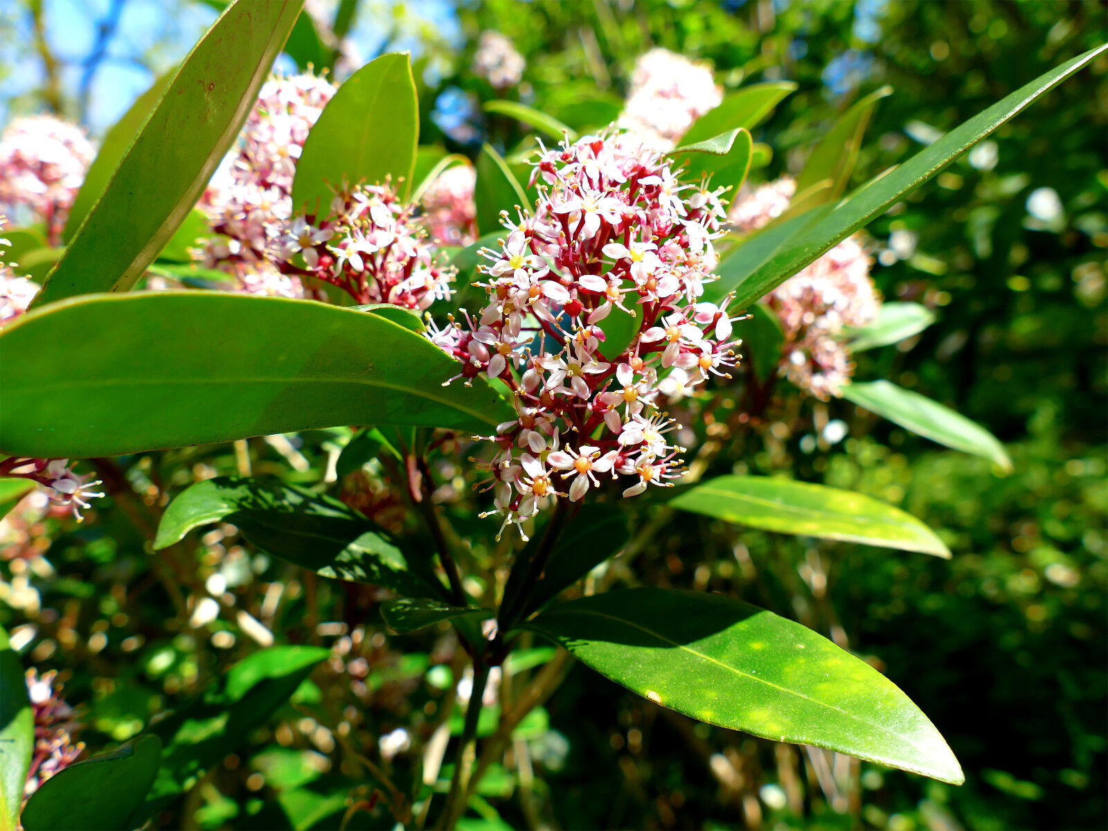 Skimmia Japonica Rubella in 2L Pot, Bushy Evergreen Flowering Shrub