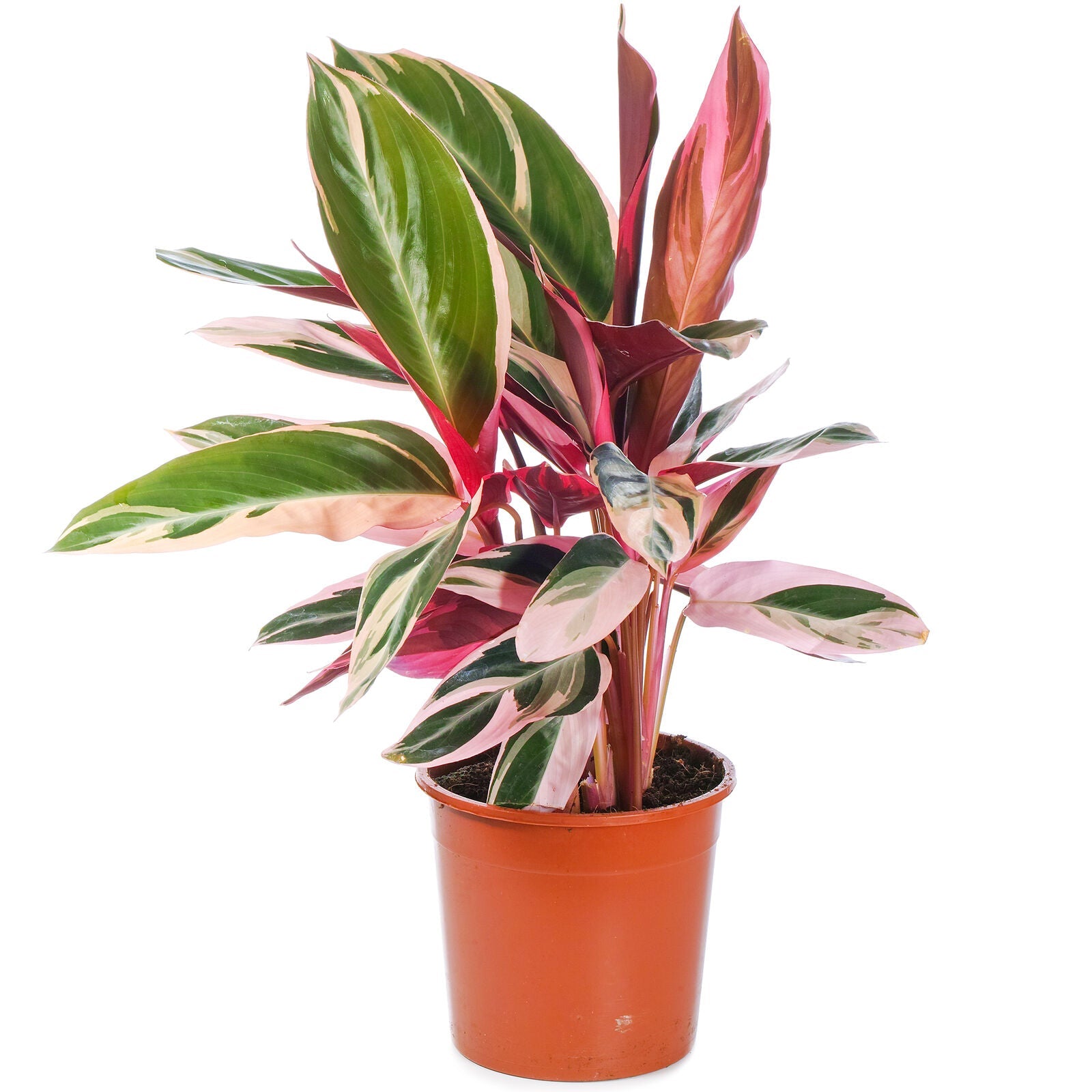 Calathea Triostar Large Indoor House Plant Real Tropical Evergreen Tall Plants