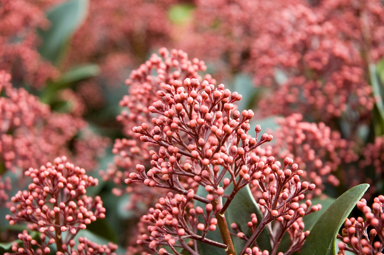 Skimmia Japonica Rubella in 2L Pot, Bushy Evergreen Flowering Shrub