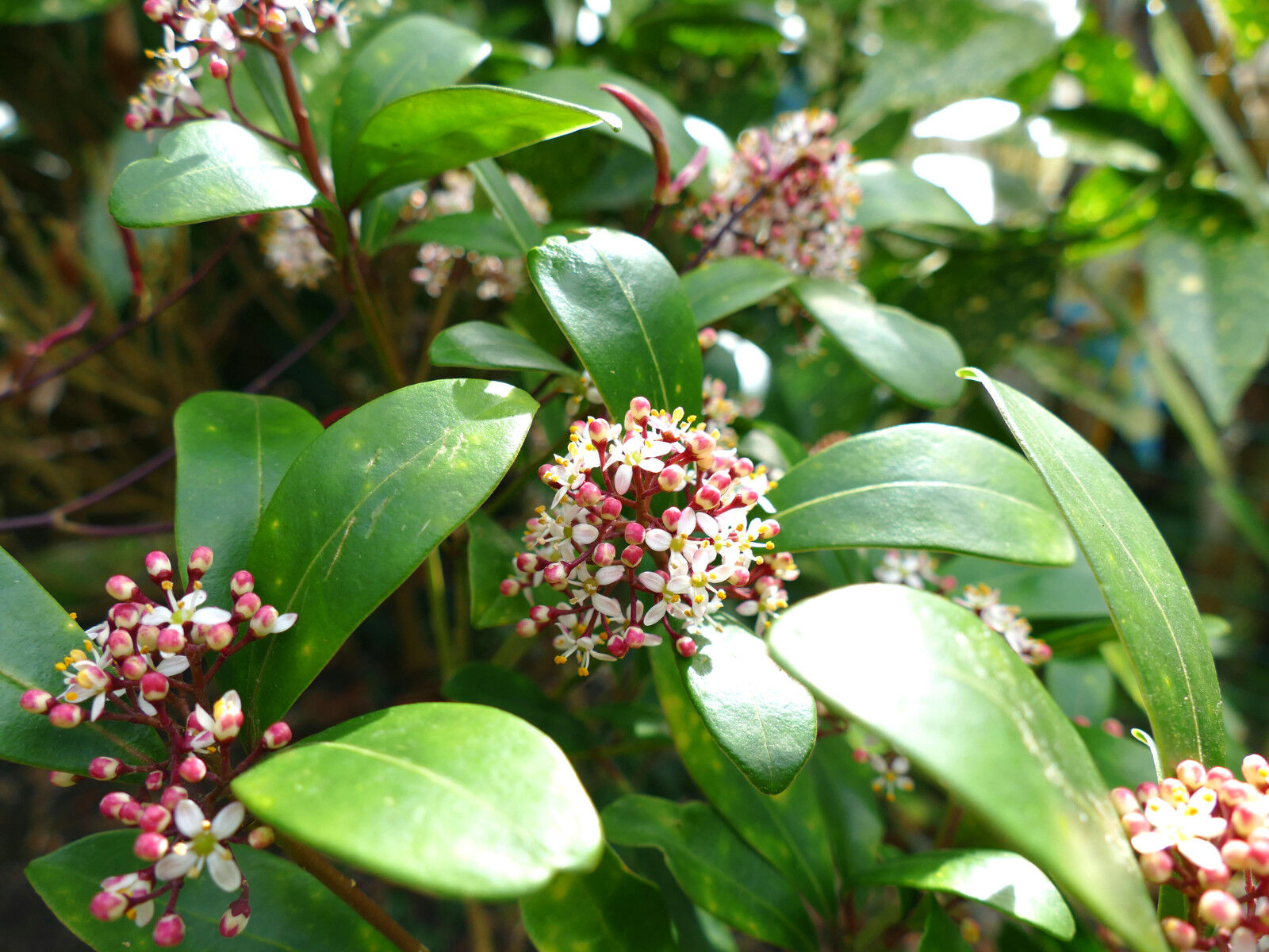 Skimmia Japonica Rubella in 2L Pot, Bushy Evergreen Flowering Shrub