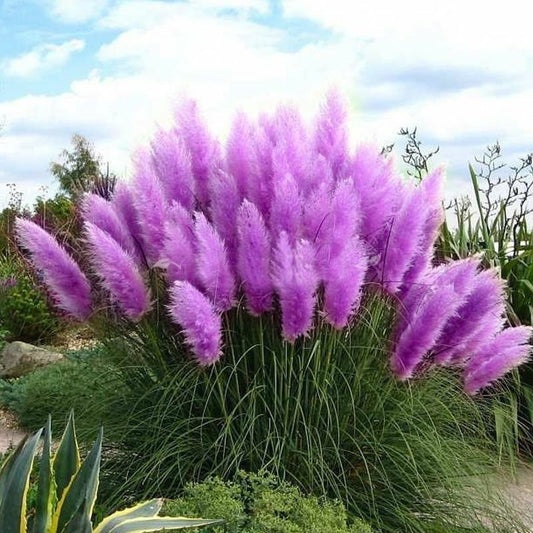 Purple Pampas Grass Seeds Rare Unusual Stunning Garden 3 pack