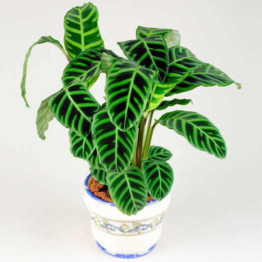 30-40cm Potted Calathea Zebrina Zebra Plant Perfect for Home Office