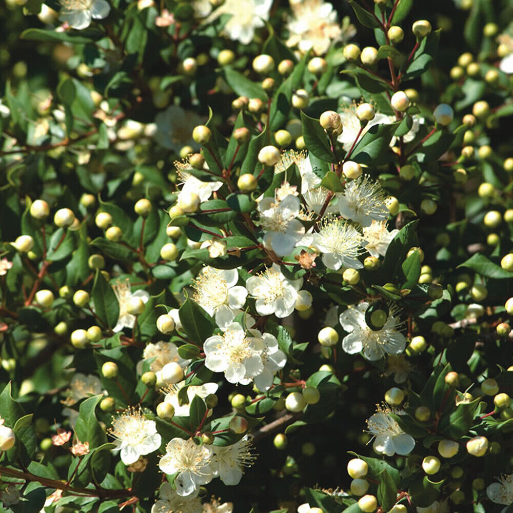 1 X MYRTUS 'TARENTINA' TARENTUM MYRTLE EVERGREEN SHRUB HARDY GARDEN PLANT IN POT