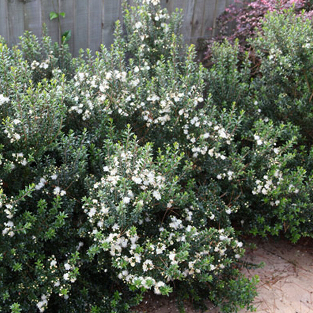 1 X MYRTUS 'TARENTINA' TARENTUM MYRTLE EVERGREEN SHRUB HARDY GARDEN PLANT IN POT