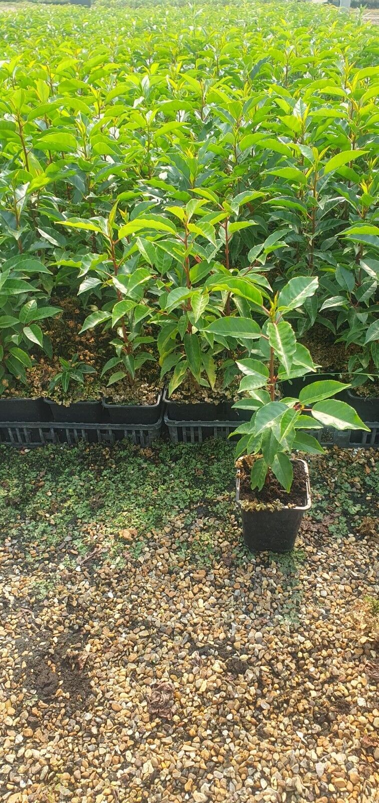 75 Prunus Portuguese Hedging Laurel 40-60cms Potted