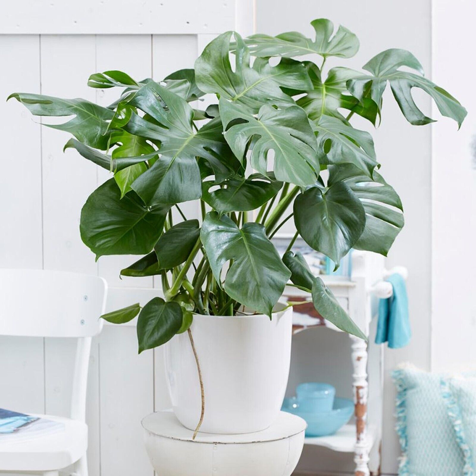 Swiss Cheese Plant Monstera Deliciosa House Plants Evergreen Indoor Plant in Pot 70-80CM