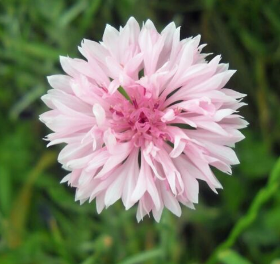 Cornflower Pink Ball - Centaurea cyanus - Appx 1,100 seeds - Annual