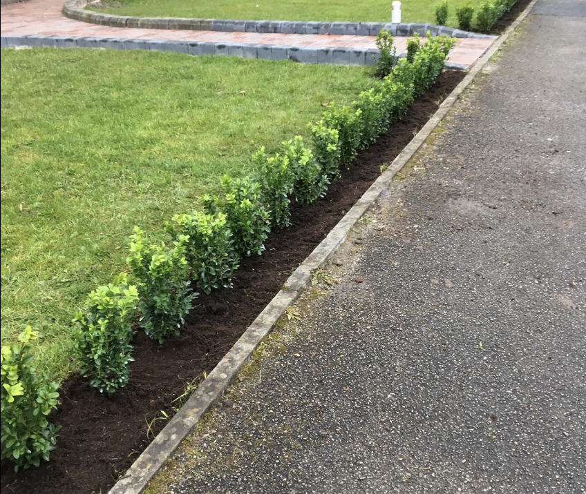 50 x Buxus Sempervirens (Box Hedging) Evergreen 15-25cm in 9cm Pot