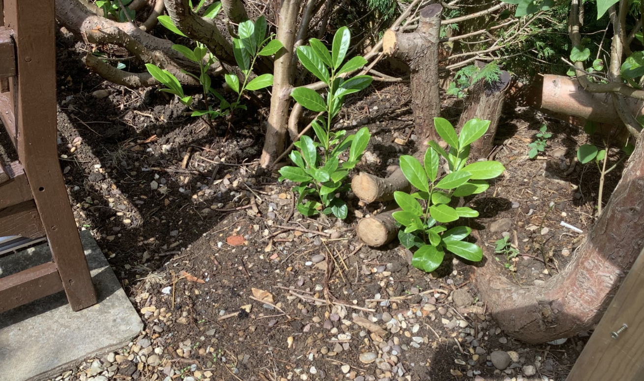 (1.5-2ft) tall Cherry Laurel Hedging