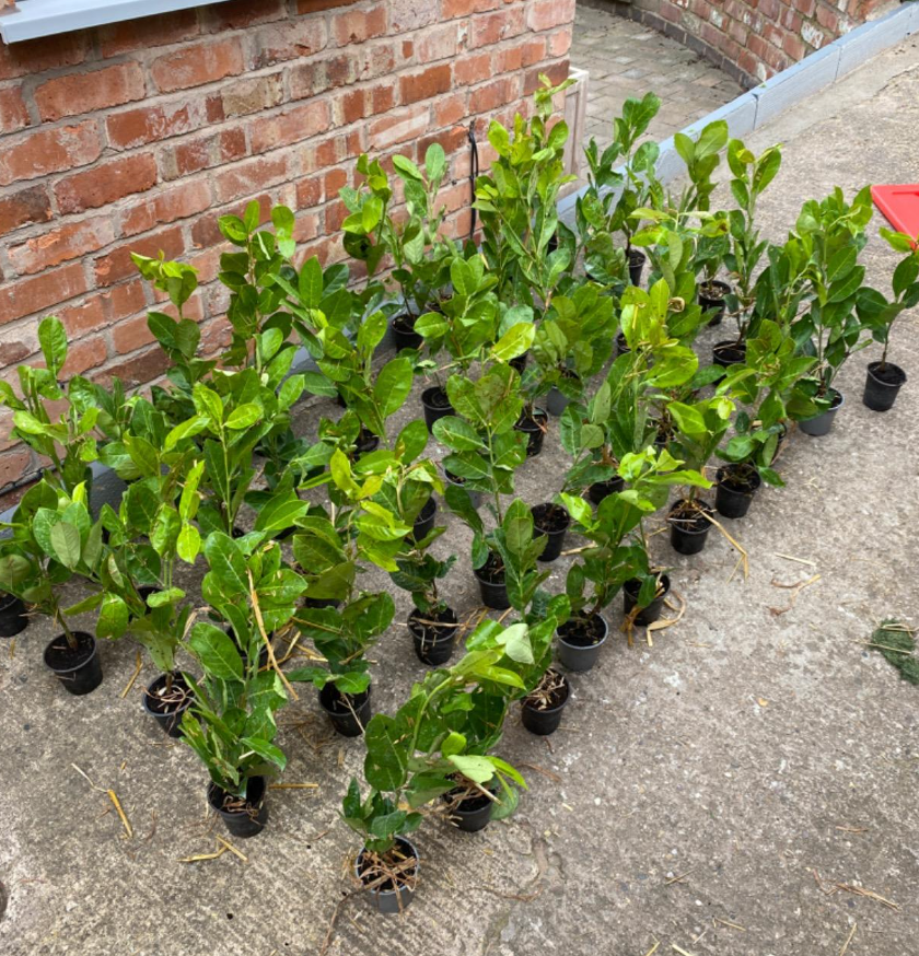 (1.5-2ft) tall Cherry Laurel Hedging