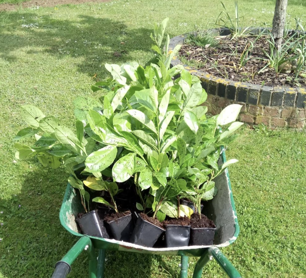 800 Cherry Laurel Hedging 30-45cm Tall Strong Evergreen Plants Supplied Potted Not Bareroot