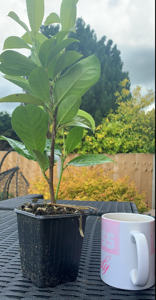 900 Cherry Laurel Hedging 30-45cm Tall Strong Evergreen Plants Supplied Potted Not Bareroot