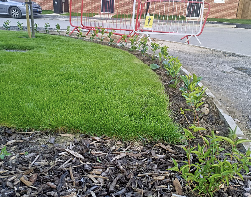 45  Cherry Laurel Hedging 1-2ft tall Strong Evergreen Plants Supplied Potted Not Bareroot