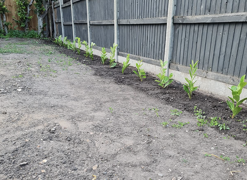 800 Cherry Laurel Hedging 30-45cm Tall Strong Evergreen Plants Supplied Potted Not Bareroot