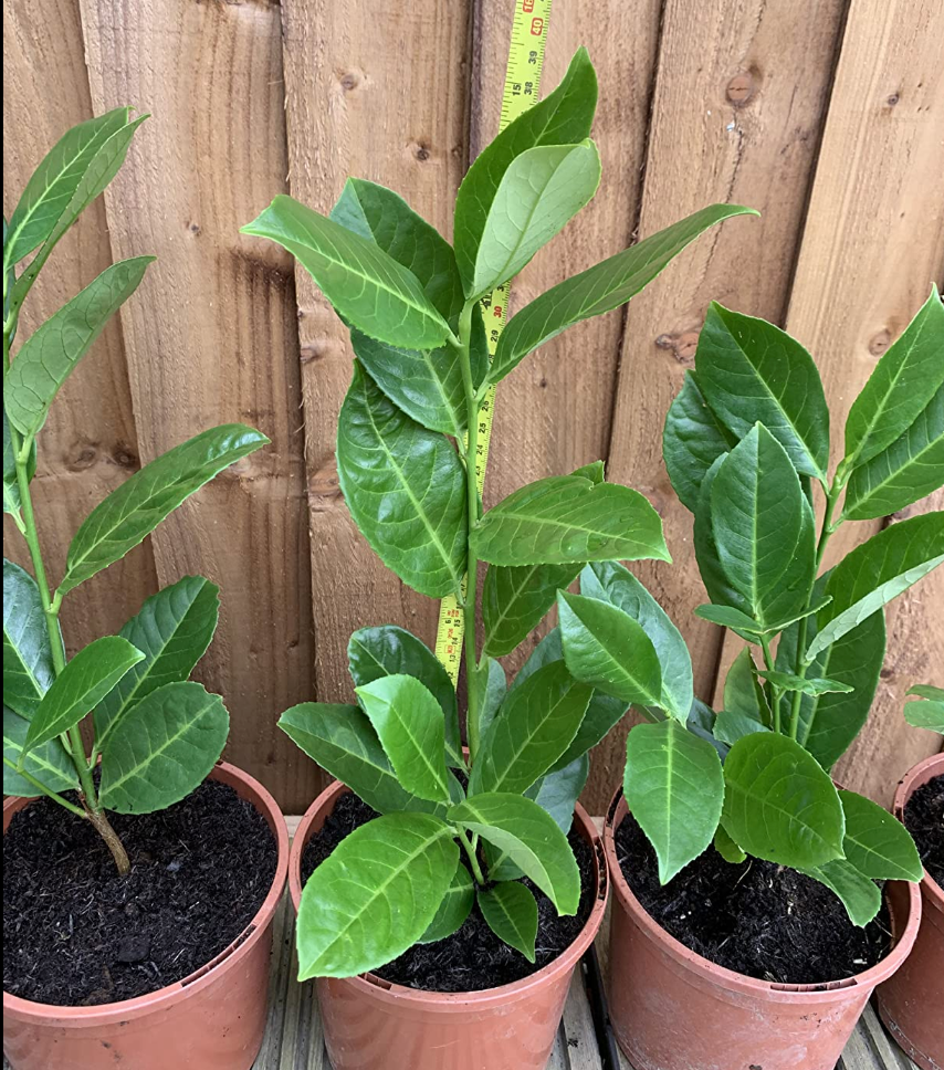 40×(1.5-2ft) tall Cherry Laurel Hedging plants